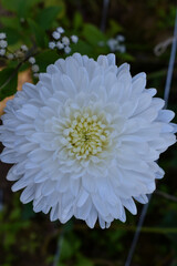 white dahlia flower