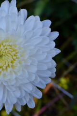 white chrysanthemum in the garden