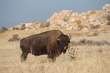 Bison licking his own nose