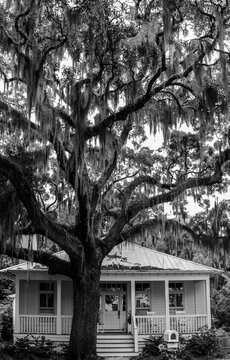 Spanish moss on tree above single story home in Beaufort, South Carolinna shot in black and white