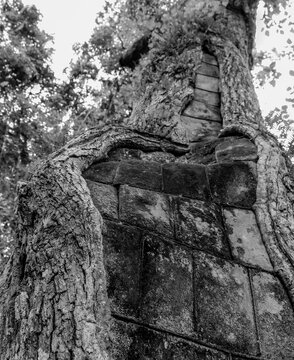 Old tree filled with moss covered stones for preservation at Old Shepherd Church in South Carolina in black and white
