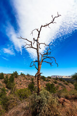 Arizona desert landscape of Sedona with a juniper tree