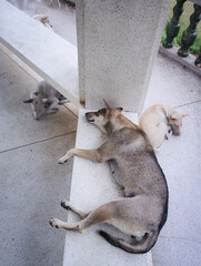 Group of stray dogs sleeping