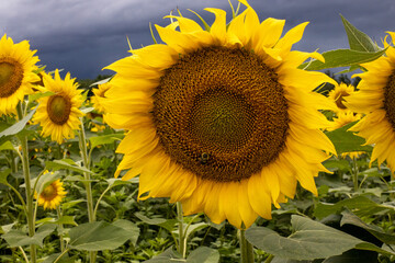 Honeybee on Sunflower
