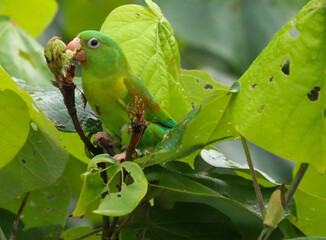 green parrot on branch