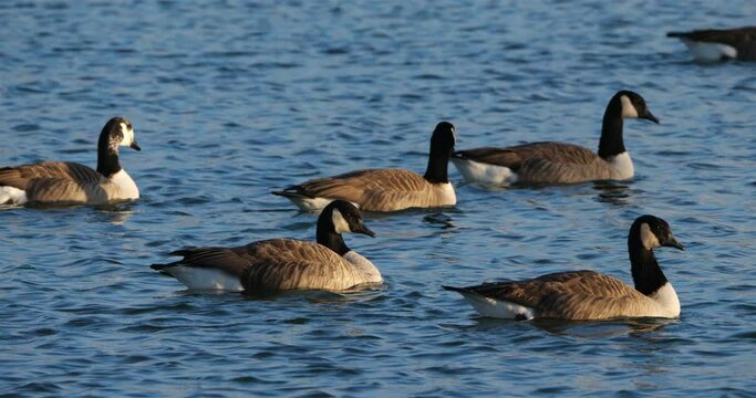 Canada goose, Branta canadensis. Flock of birds swimming on a lake