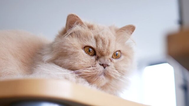 Persian cat laying down on the table and watching her toy with 4k resolution.