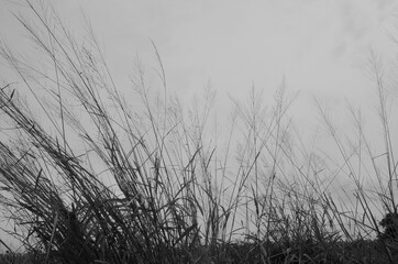 Black and white image of grass on white background