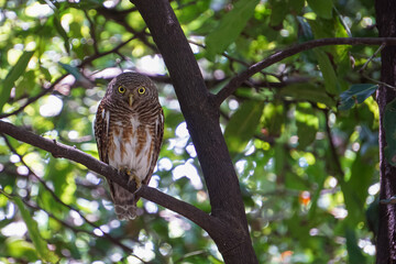 Little owl is looking for prey on tall trees.
