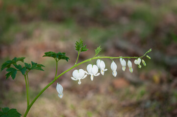white bleeding heart flowers