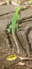 green lizard on a stone