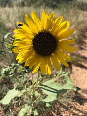 sunflower in the field