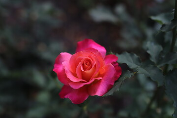 rose