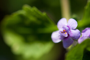 Fototapeta premium Blue Bubbles