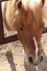 Ponies and horses in the stable