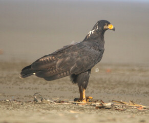 Bat Falcon Hawk at the Beach