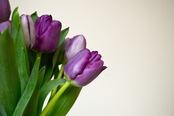 Bouquet of purple tulips with green leaves, with space for text
