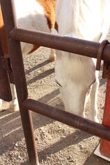 Ponies and horses 