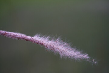 Selective focus. Motion blur. Close up. Simple pink color.