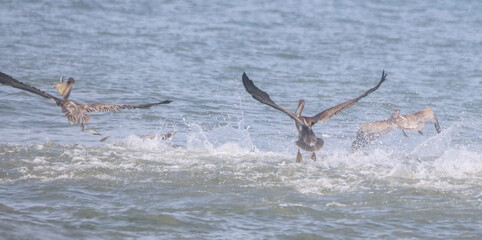 Pelicans in a feeding frenzy in the ocean