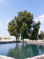 tropical beach with palm trees