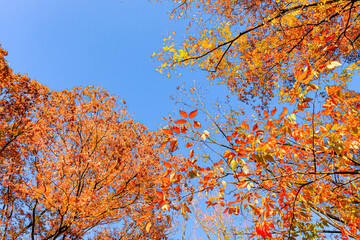 【秋イメージ】鮮やかな紅葉