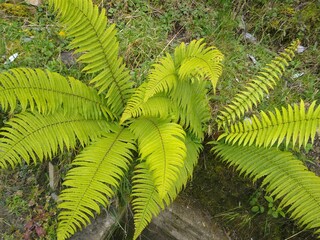 green fern leaves