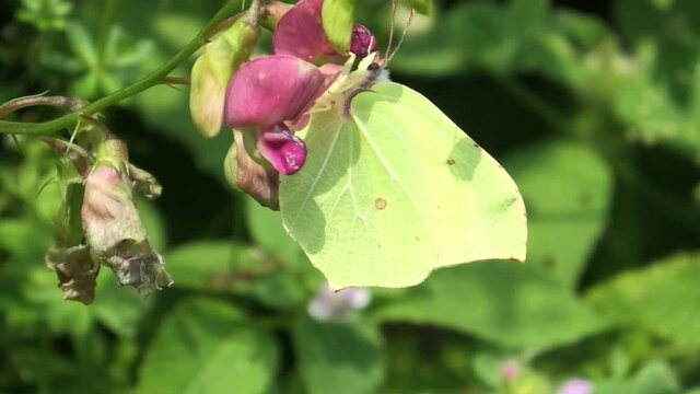 pieris,farfalla,fiore