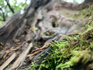 A close up of moss on a tree stump in Dupont State Park in Asheville, North Carolina.