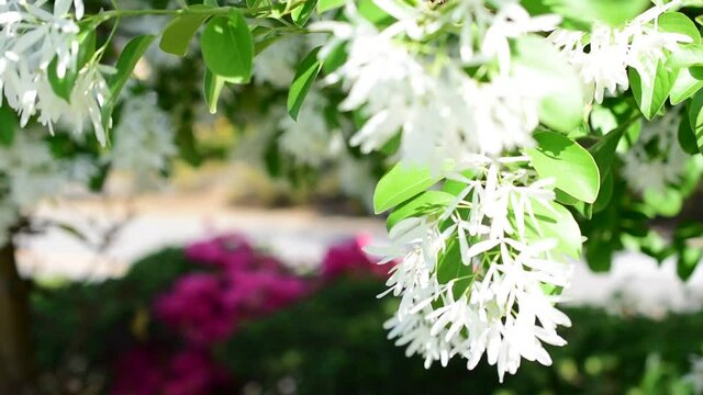 雪のように白いなんじゃもんじゃの木のひとつ「ヒトツバタゴ」