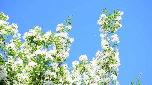 雪のように白いなんじゃもんじゃの木のひとつ「ヒトツバタゴ」