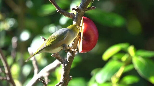 Close up of a Wax eye also known as a silver eye or white eye bird in New Zealand feeding on an apple