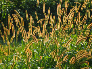 Fountain Grass In The Evening Sunlight