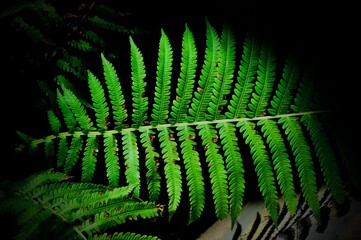 Fern In Sunlight