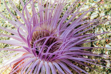 Tube-dwelling anemone. Science name: Pachycerianthus magnus (Nakamoto, 1919). top view. Owase, Japan