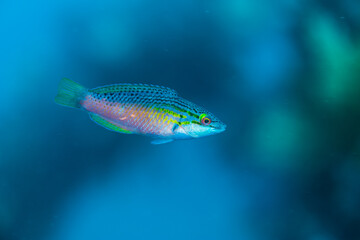 Multicolorfin rainbowfish (Parajulis poecilepterus) . blue background.  Owase, Japan