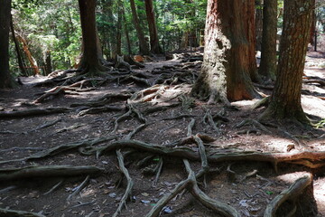 京都　鞍馬山の木