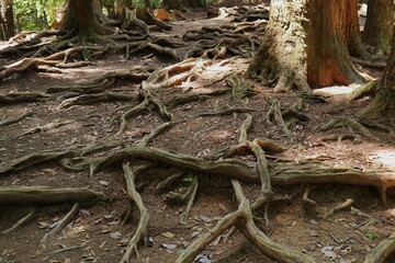 京都　鞍馬山の木