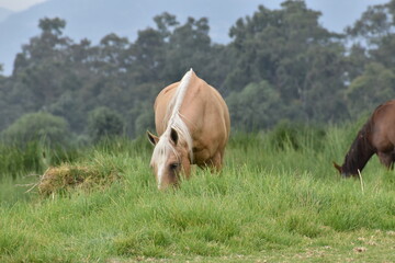 Horse at the xochimilco swamp.