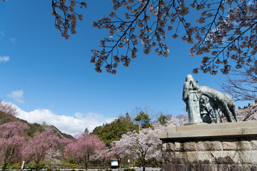城と桜（郡上八幡城）
