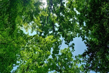 Fototapeta premium 青空バックに仰ぎ見るモミジの若葉の情景