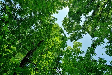 青空バックに仰ぎ見る若葉の情景