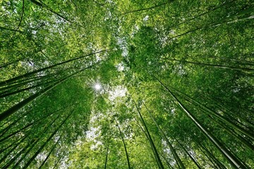 Fototapeta na wymiar 青空バックに仰ぎ見る竹林と光条のコラボ情景