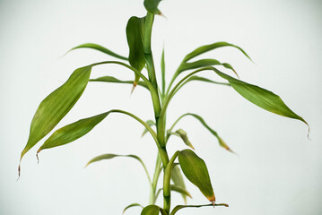 Hermosa Planta 