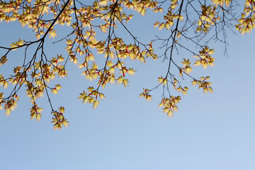 Beautiful Japanese Maple in Kyoto, Japan