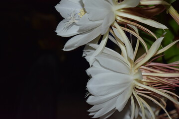 Epiphyllum oxypetalum, galan de noche