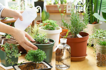 Fototapeta na wymiar Hand of woman holding watering bottle and watering beautiful indoor houseplants & succulents on wooden table by window to keep moisture in soil as her daily routine. Basic plants care concept.