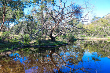 Fototapeta na wymiar reflection of trees in australian billabong