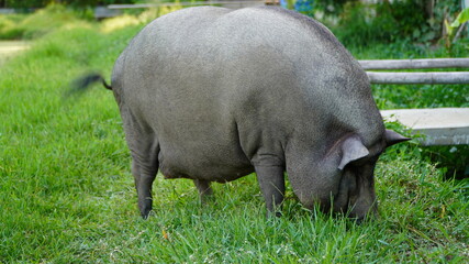 Fototapeta premium Black pig eating grass by the rice field 
