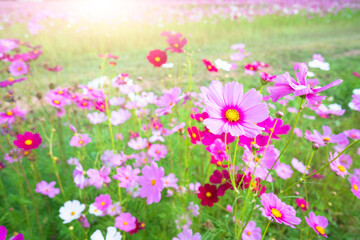 Obraz na płótnie Canvas cosmos flower blooming in the field under sunshine